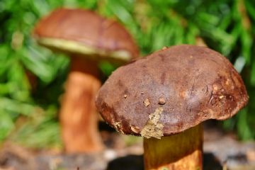 Tariffe funghi anno 2024