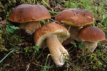 Tariffe funghi anno 2025